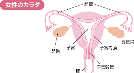 女性のカラダ