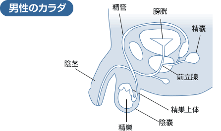 男性のカラダ