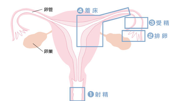 女性のカラダ