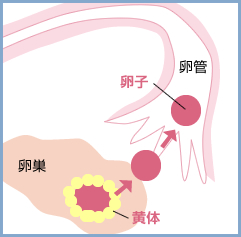 排卵