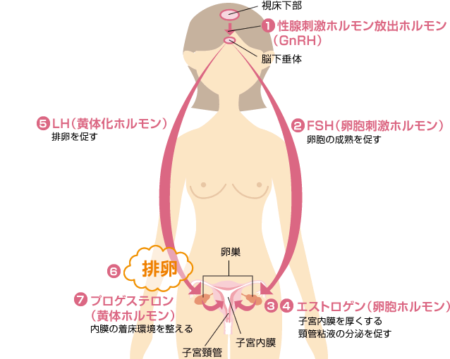 妊娠を指揮するホルモン