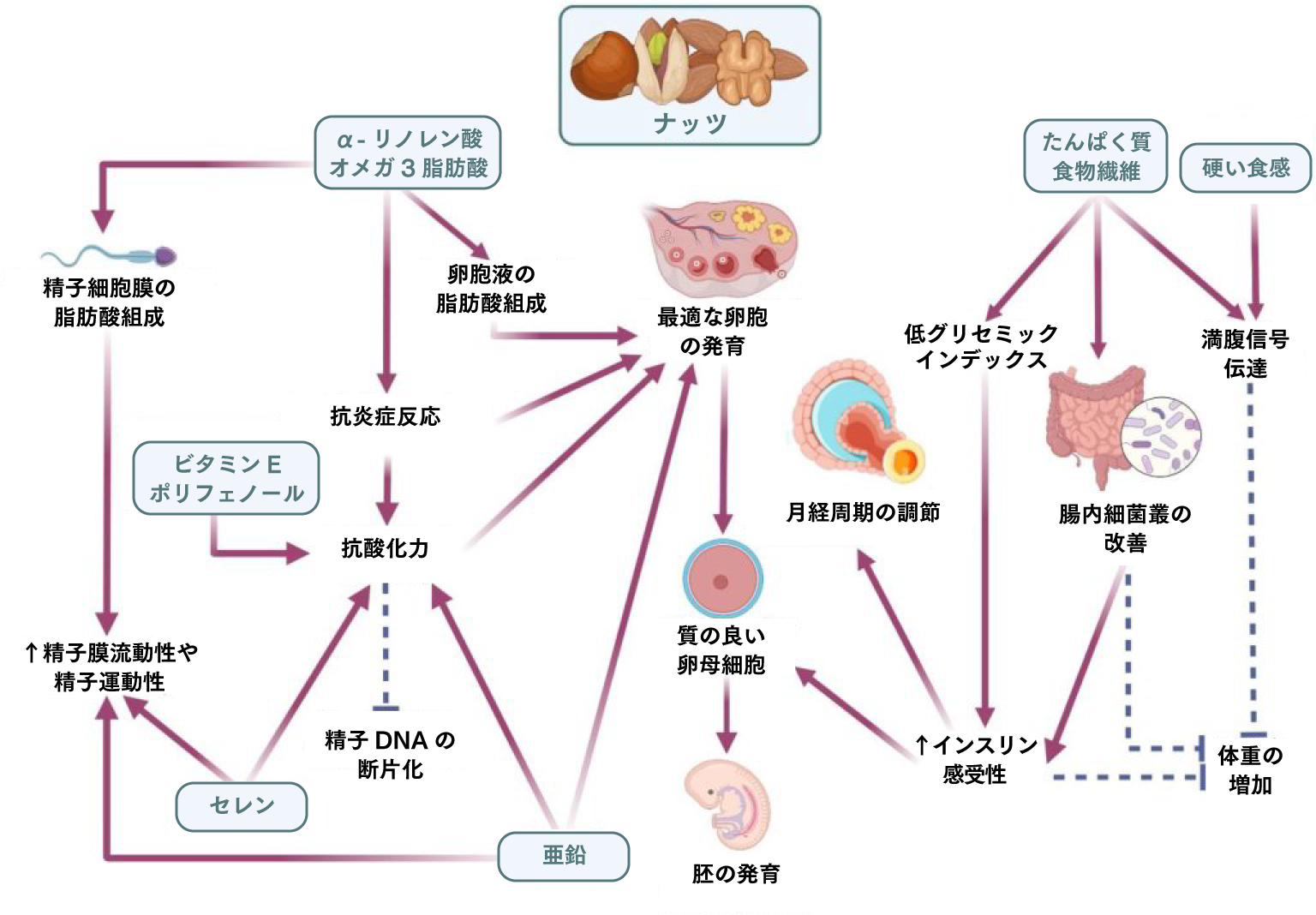 不妊におけるナッツの関与に関する仮説図